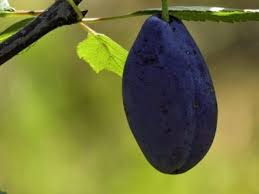 Maybe you would like to learn more about one of these? Merryweather Damson Plums Learn How To Grow Merryweather Damsons