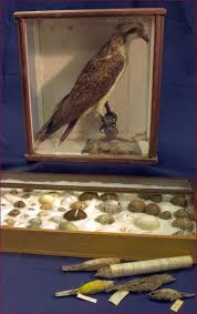 Bird Eggs For Sale Uk Bird And Egg Collection Shetland Museum Uk Museum Collection Birds Painting Museum Exhibition