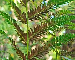 Image result for Todea