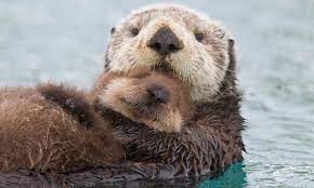 Sea Otters Eat Shelfish In Order To Get To Through The Shell The Smash It With A Rock They Store Their Favourite Rock I In 2021 Cute Animals Baby Sea Otters Animals