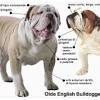 We are devoted to producing two rare alternative bulldog breeds, one called olde english bulldogges. 3