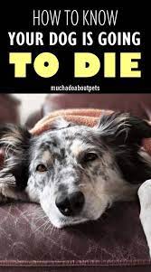 Pin By Monique H C Tummers On Dieren Dog Health Tips Senior Dogs Care Dog Died