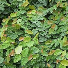Image result for ficus pumila