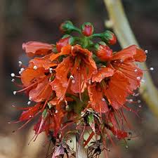 Image result for Greyia