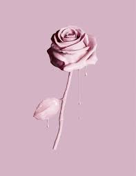 Maybe you would like to learn more about one of these? Rose Flower Pink Colour Hd Mobile Wallpaper Peakpx