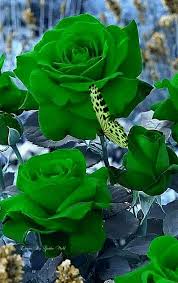 Sri Handayanie Google Beautiful Rose Flowers Rose Flower Beautiful Flowers Pictures