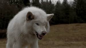 Log in to save gifs you like, get a customized gif feed, or follow interesting gif creators. 39 Dogs Who Will Make You Question Evolution White Wolf Wolf Dog Animals