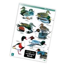 Field Guide To Wetland Birds