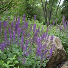 Image result for Salvia