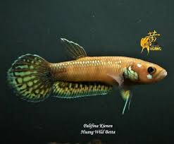 Betta Pallifina For Sale Video Available Center Of Betta Fish For Sale