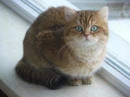 The golden chinchilla has an incredibly beautiful golden color coat. British Golden Phenotypes Sundust Cats