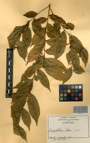 Image result for Carpolobia