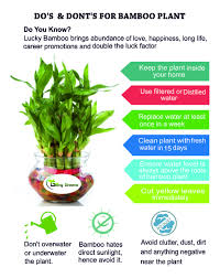Do S Dont S For Bamboo Plant Lucky Bamboo Care Tips Goinggreens Luckybamboo Bamboocare Source By P In 2020 Bamboo Plants Lucky Bamboo Plants Lucky Bamboo Care