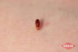 Anatomy Of A Bedbug What Do Bed Bugs Look Like