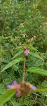 Image result for Melochia melissifolia