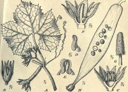 Image result for Kedrostis nana