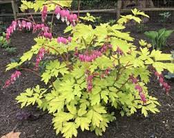 It has no significant negative characteristics. Gold Bleeding Heart Favorite Shade Plant