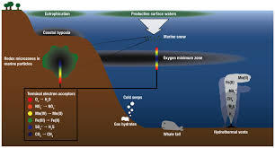 The deep sea or deep layer is the lowest layer in the ocean, existing below the thermocline and above the seabed, at a depth of 1000 fathoms (1800 m) or more. Frontiers The Microbiology Of Deep Sea Hydrothermal Vent Plumes Ecological And Biogeographic Linkages To Seafloor And Water Column Habitats Microbiology