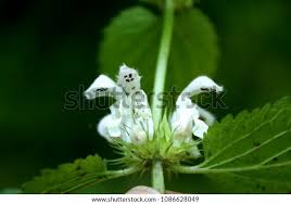 Image result for Droguetia iners