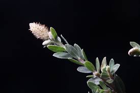 Image result for Salix