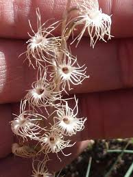 Image result for Holothrix randii