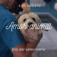 6 de agosto dia del veterinario los médicos de los animales por karem / 6 agosto, 2021 el 6 de agosto es el día del veterinario en la argentina gracias a que en ese día de 1883 se inauguraron las clases del instituto superior de agronomía y veterinaria en el predio de santa catalina en la localidad de llavallol, provincia. 8yy0ycnvm1u03m