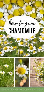 If gardens had yearbook superlatives, chamomile would. How To Grow Chamomile 5 Tips For Growing Chamomile Growing In The Garden