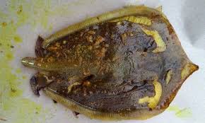 Orang tua tua kata ikan pari ni hancing disebabkan datang bulan sama macam manusia. Korang Tanya Umpan Jawab Cara Hilangkan Bau Hancing Ikan Pari Umpan
