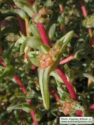 Image result for Salsola