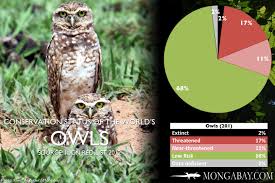 Chart The Worlds Most Endangered Owls