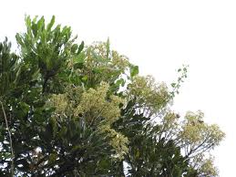 Image result for Neocussonia umbellifera