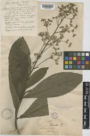 Image result for Monosis