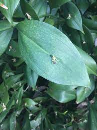 Scientists have explored why humans grow and give flowers, and found flowers have several benefits, inducing good moods and memories, reducing stress, and strengthening strong. Flower Growing Out Of The Center Of A Leaf Barcelona Whatsthisplant