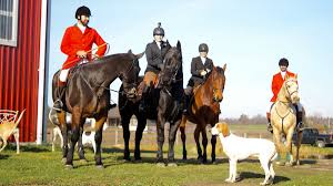 ↑fox * * * fox hunt, a sport in which hunters on horseback follow dogs that chase the fox. Come Along On A Fantastic Fox Hunt