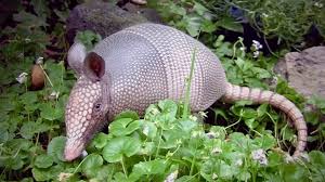 Armadillo Shell Are So Strong That When Shot At They Are Bullet Proof :  R/Interestingasfuck