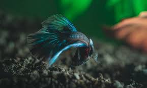 The male betta does not go well with another male. What Kinds Of Fish Can Live With A Betta Betta Fish World
