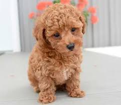 They are human oriented companion dogs. Toy Poodle Puppies By Design Online Toy Poodle Puppies Poodle Puppy Teddy Bear Poodle
