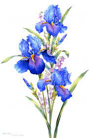 Watercolour Painting Blue Iris Inspired By The Natural Beauty Of Flowers Watercolor Flowers Paintings Watercolor Flower Prints Iris Painting