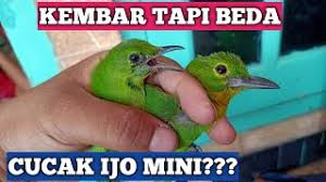 Ciri orang yang terkena santet sebenarnya banyak sekali jika kita mau memperhatikan dengan seksama. Ciri Ciri Burung Cucak Ijo Mini Jantan Ini Cirinya Cute766