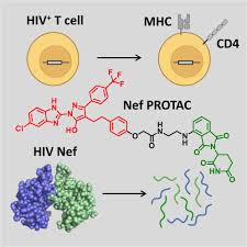 Cell子刊：用PROTAC治疗艾滋病- 热点关注- 重庆市艾滋病防治工作 ...