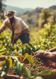 Café e escravidão Brechas na governança corporativa e relações entre lucro  e trabalho escravo na cadeia produ- tiva do caf