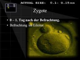 Zygote 0 1 Tag Nach Der Befruchtung Befruchtung Im Eileiter Ppt Herunterladen