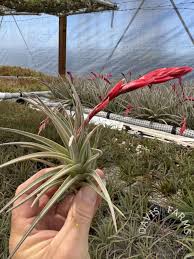 Image result for Tillandsia