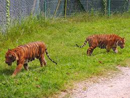 Encontramos 157 alquileres vacacionales — introduce las fechas de tu viaje. A Famosa Safari Wonderland Malacca Malaysia Malacca Safari Animals