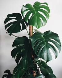 Monstera Plant Aesthetic Big Leaf Plants Plants
