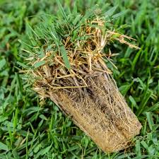 We grow zoysia grass from plugs on our farm, but we're skilled at combatting those weeds and we have chemicals that we can use as trained applicators that you can't use as a homeowner. Empire Zoysia Plug Tray Sod Solutions