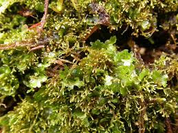 Image result for Lessertia pauciflora