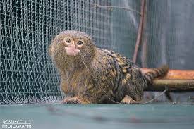 Cutest monkey in the world. Mini Monkeys Are The Cutest Bild Von Tropical World Letterkenny Tripadvisor