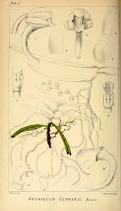 Image result for Rhipidoglossum ovale