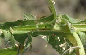 Image result for Laggera elatior